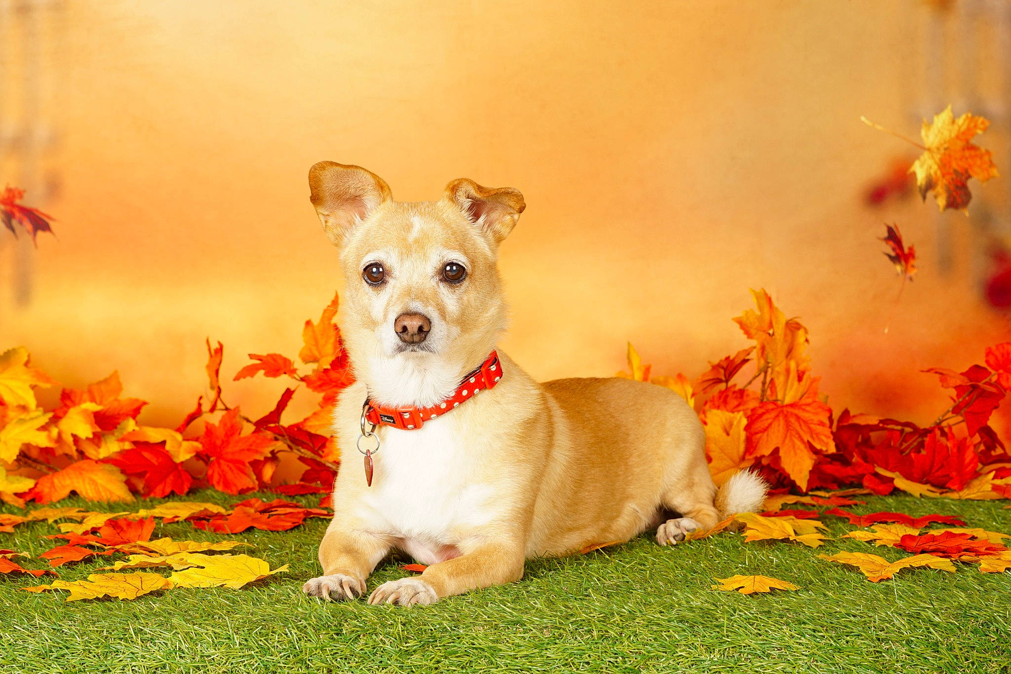 Lassie a rejoint le concours — aidez-le/la à gagner de superbes lots ! canidae, carnivore, collar, companion_dog, dog, dog_breed, dog_collar, dog_supply, fawn, grass, happy, pet_supply, petal, plant, snout, sporting_group, terrier, toy_dog, whiskers, working_animal