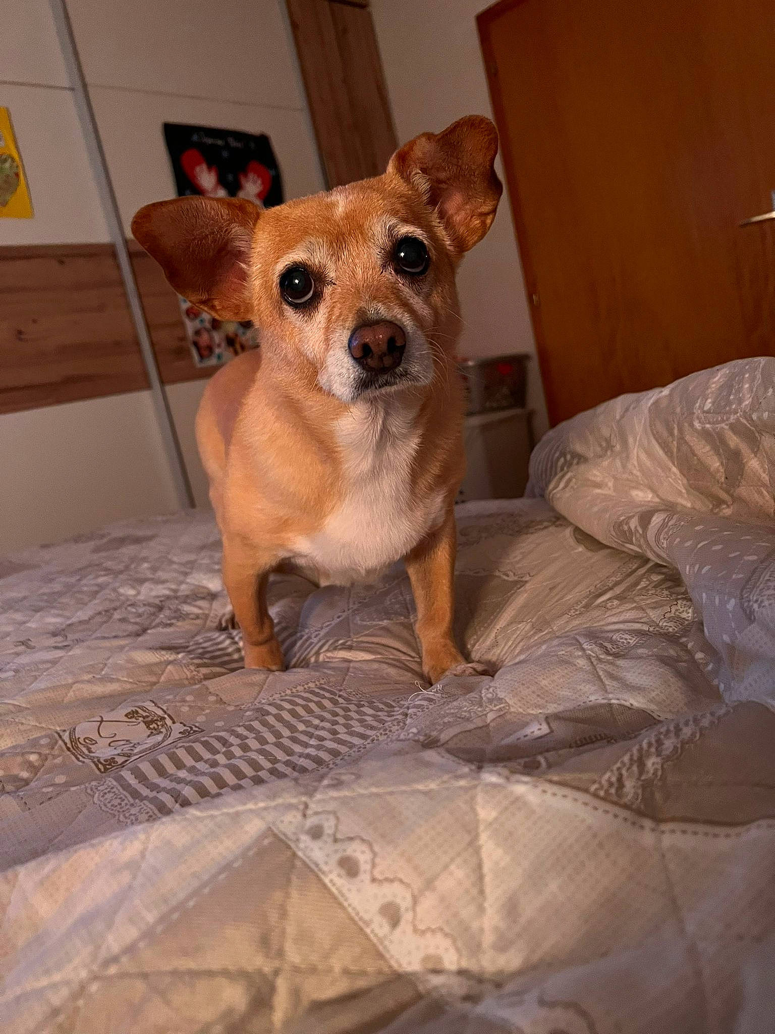 Lassie a rejoint le concours — aidez-le/la à gagner de superbes lots ! canidae, carnivore, chihuahua, collar, comfort, companion_dog, dog, dog_breed, dog_supply, fawn, flooring, fur, paw, snout, soft_drink, sporting_group, tail, terrier, toy_dog, whiskers