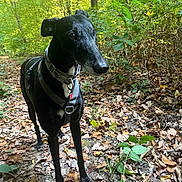 Encanto a rejoint le concours — aidez-le/la à gagner de superbes lots ! dog, black_dog, canine, forest, trail, leaves, autumn, nature, outdoor, harness, collar, tree, greenery, animal, pet, walking, woods, daylight, mammal, alert