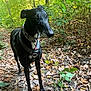 dog, black_dog, canine, forest, trail, leaves, autumn, nature, outdoor, harness, collar, tree, greenery, animal, pet, walking, woods, daylight, mammal, alert
