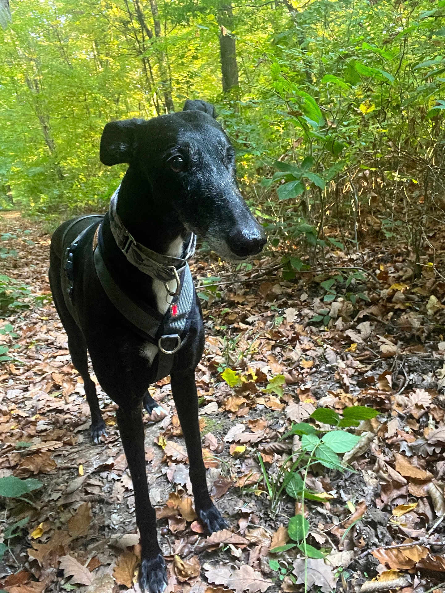 Encanto a rejoint le concours — aidez-le/la à gagner de superbes lots ! dog, black_dog, canine, forest, trail, leaves, autumn, nature, outdoor, harness, collar, tree, greenery, animal, pet, walking, woods, daylight, mammal, alert