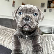Charlie joined the competition — help win amazing prizes! puppy, dog, blue_eyes, gray_fur, close_up, cushion, living_room, pet, cute, animal, indoor, fur, portrait, paw, relaxed, young_dog, home, furniture, cozy, domestic_animal