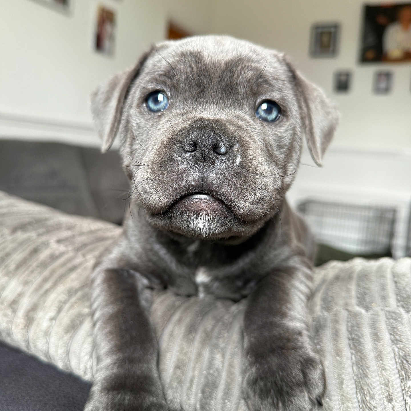Charlie joined the competition — help win amazing prizes! animal, blue_eyes, close_up, cozy, cushion, cute, dog, domestic_animal, fur, furniture, gray_fur, home, indoor, living_room, paw, pet, portrait, puppy, relaxed, young_dog