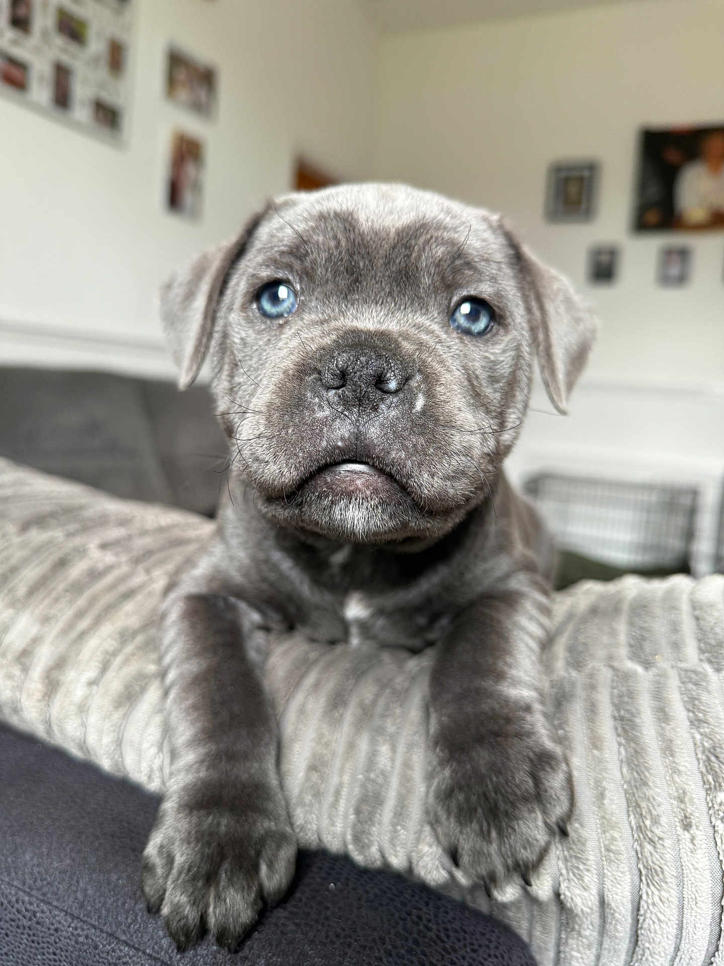 Charlie joined the competition — help win amazing prizes! puppy, dog, blue_eyes, gray_fur, close_up, cushion, living_room, pet, cute, animal, indoor, fur, portrait, paw, relaxed, young_dog, home, furniture, cozy, domestic_animal