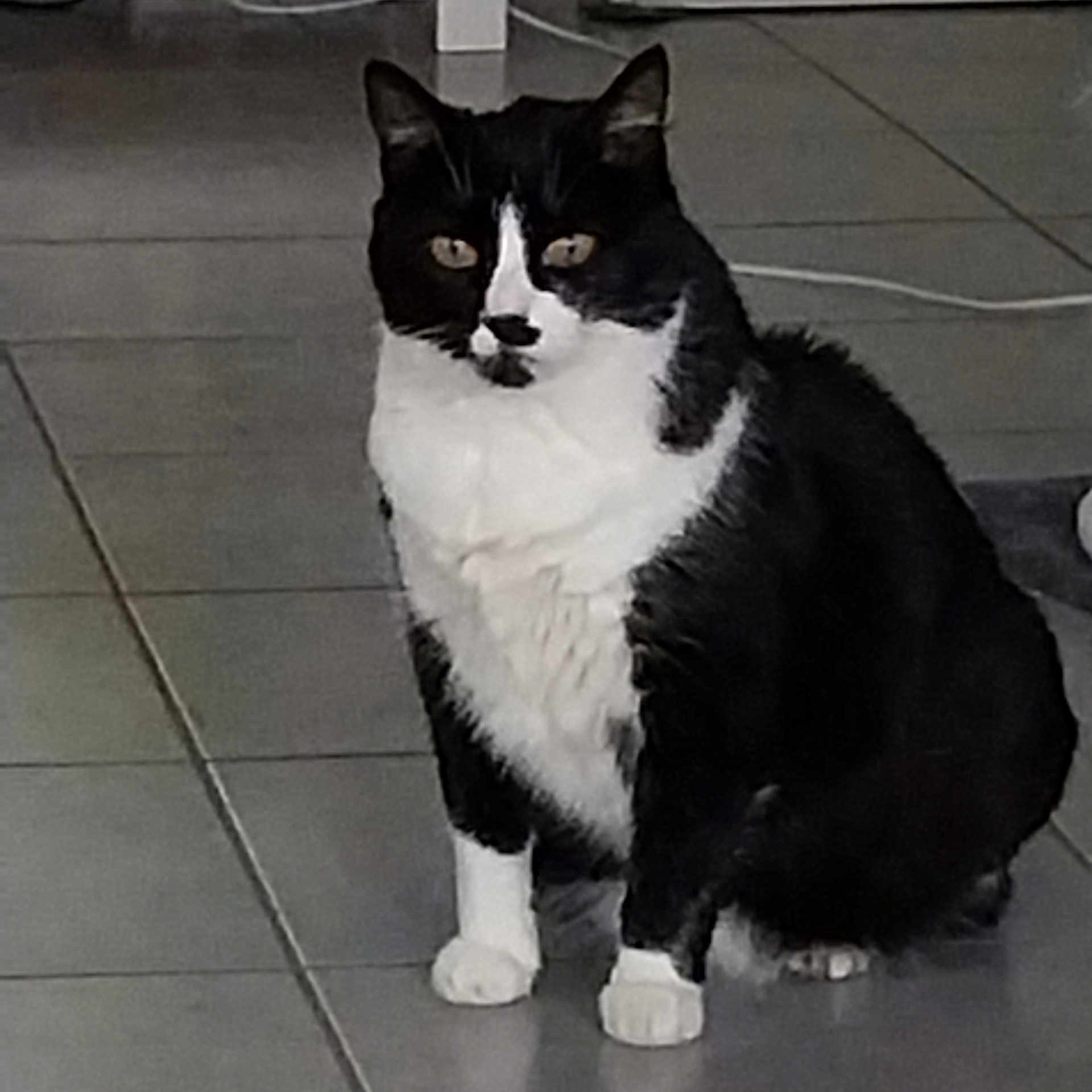 Sisi a rejoint le concours — aidez-le/la à gagner de superbes lots ! cat, tuxedo_cat, pet, animal, indoor, floor, tile_floor, black_and_white, sitting, feline, whiskers, ears, paws, fur, looking, domestic_cat, mammal, cute, companion, quiet