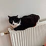 cat, black_and_white, radiator, indoor, pet, feline, fur, animal, resting, lying_down, whiskers, ears, home, cozy, comfort, looking, side_view, domestic, cute, relaxed