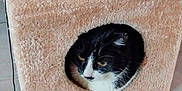 Sisi a rejoint le concours — aidez-le/la à gagner de superbes lots ! cat, cat_house, furniture, toy, plush_toy, black_and_white_cat, pet, indoor, cozy, circular_entrance, fuzzy_texture, floor_tiles, resting, animal, cute, domestic_cat, playful, household, feline, pet_toy