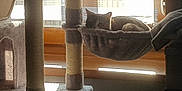 Twister a rejoint le concours — aidez-le/la à gagner de superbes lots ! cat, cat_tree, hammock, indoor, window, daylight, furniture, pet, resting, cozy, wood, animal, feline, home, relaxing, sunlight, soft_light, hanging_bed, quiet, domestic
