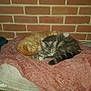 Twister participe au concours pour gagner de l'argent avec cette photo : cat, cats, orange_cat, gray_cat, pet, sleeping, blanket, cozy, indoor, brick_wall, fur, animal, resting, cute, domestic_animal, companion, warm, soft, comfort, nap
