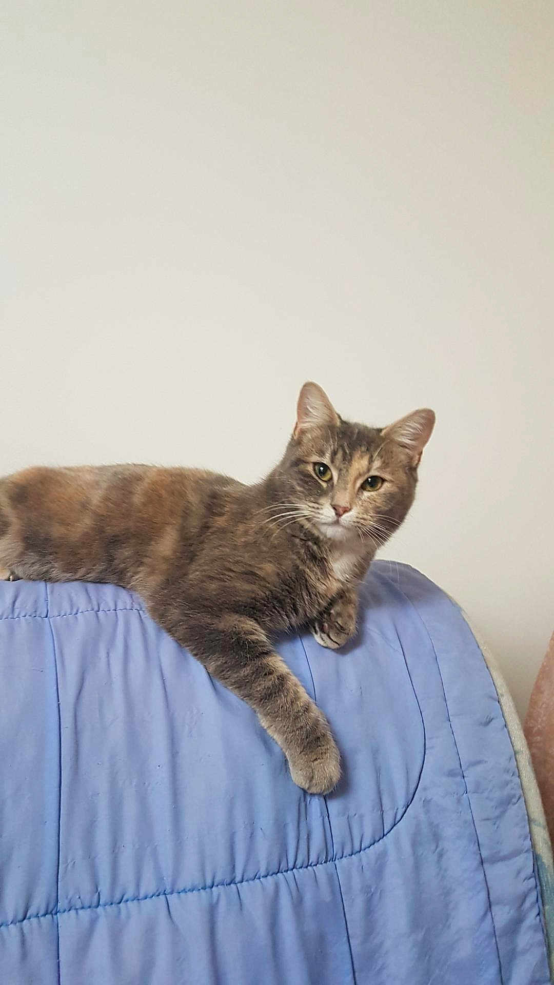 Twister participe au concours pour gagner de l'argent avec cette photo : cat, tabby, pet, animal, cute, feline, domestic_cat, relaxed, lying_down, blue_quilt, indoor, fur, whiskers, ears, paw, looking_at_camera, resting, mammal, calm, home