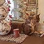 cat, tabby_cat, decorative_chicken, ceramic, stacked_objects, mirror, reflection, lighting, lamp, countertop, cup, table_mat, indoor, furniture, relaxed, pet, animal, home, cozy, ornament
