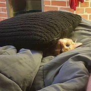Garfield a rejoint le concours — aidez-le/la à gagner de superbes lots ! cat, orange_cat, pet, pillow, blanket, bedroom, cozy, indoor, fireplace, brick_wall, furniture, resting, cute, animal, fur, whiskers, nap, comfort, warm, relaxation