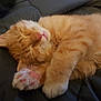 Garfield a rejoint le concours — aidez-le/la à gagner de superbes lots ! cat, kitten, sleeping, orange_tabby, paw, pink_paw_pads, feline, fur, cute, pet, animal, closeup, resting, cozy, indoor, adorable, whiskers, nap, soft, relaxed