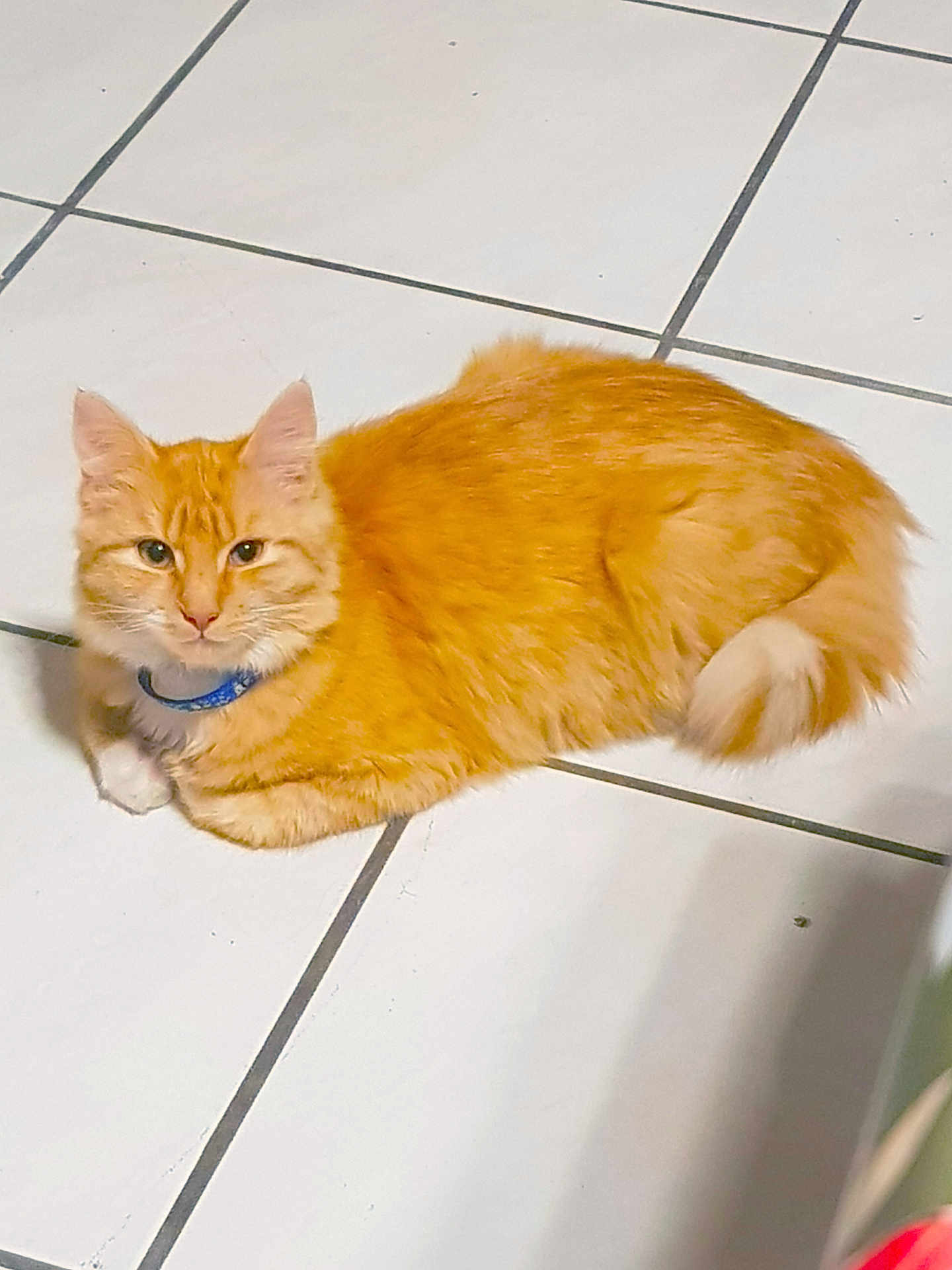 Garfield