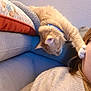 Garfield participe au concours pour gagner de l'argent avec cette photo : cat, orange_cat, collar, couch, pillow, person, ear, paw, fur, stretching, curious, indoor, cozy, wall, textured_wall, clothing, sweater, feline, pet, home