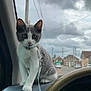 cat, kitten, dashboard, car_interior, leash, gray_and_white, window, cloudy_sky, suburban, street, houses, steering_wheel, vent, pet, animal, indoor, curious, sitting, front_seat, vehicle