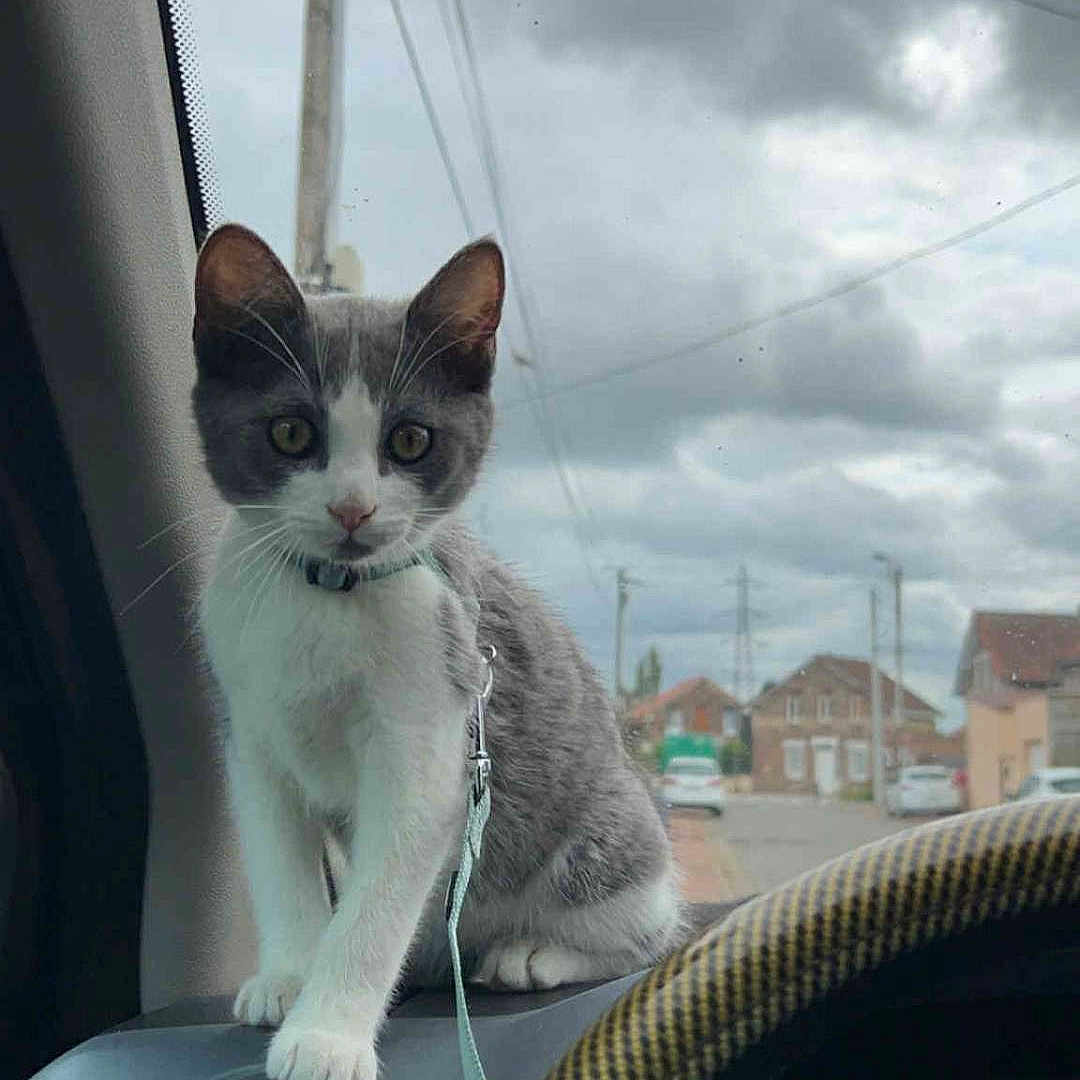 Aiko participe au concours pour gagner de l'argent avec cette photo : animal, car_interior, cat, cloudy_sky, curious, dashboard, front_seat, gray_and_white, houses, indoor, kitten, leash, pet, sitting, steering_wheel, street, suburban, vehicle, vent, window