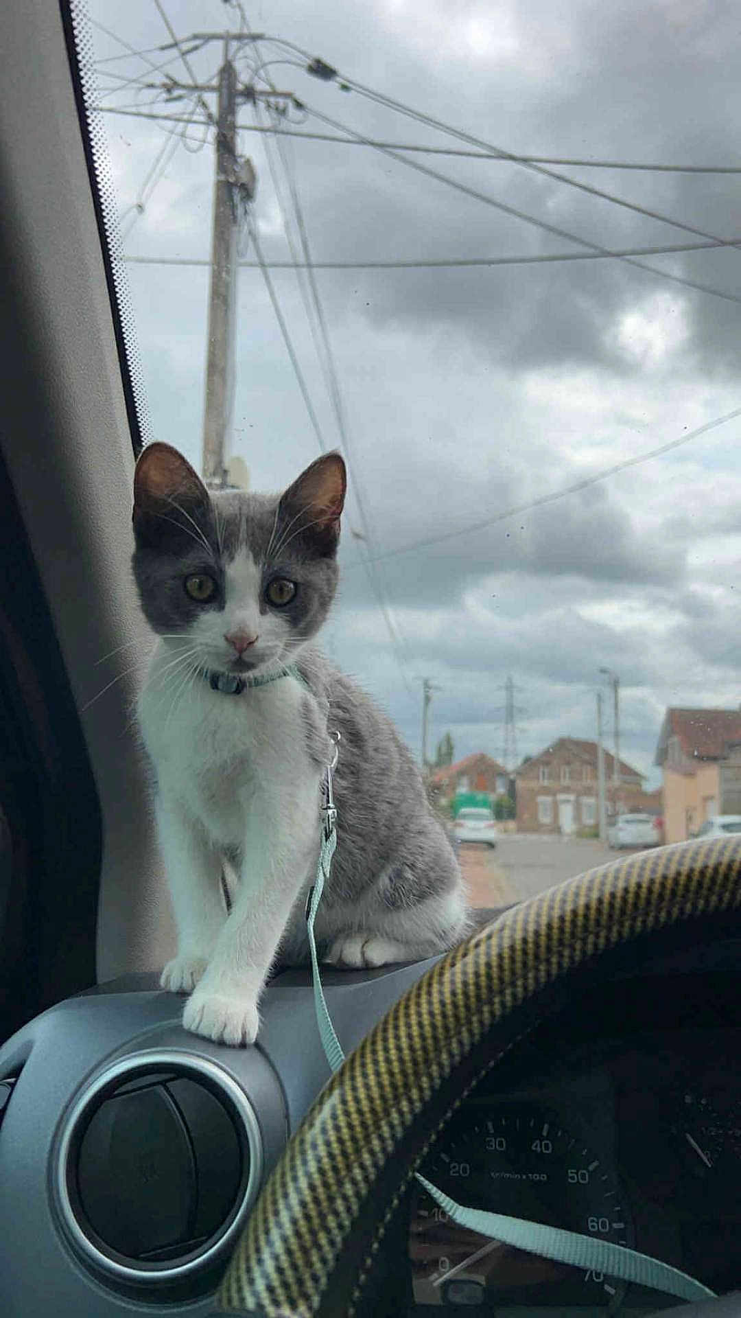 Aiko participe au concours pour gagner de l'argent avec cette photo : cat, kitten, dashboard, car_interior, leash, gray_and_white, window, cloudy_sky, suburban, street, houses, steering_wheel, vent, pet, animal, indoor, curious, sitting, front_seat, vehicle