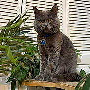 Baro is registered to the contest to win money with this photo: cat, gray_cat, indoor, plant, greenery, wooden_perch, pet, animal, feline, amber_eyes, collar, tag, sitting, fur, whiskers, ears, tail, houseplant, window_blinds, domestic_cat