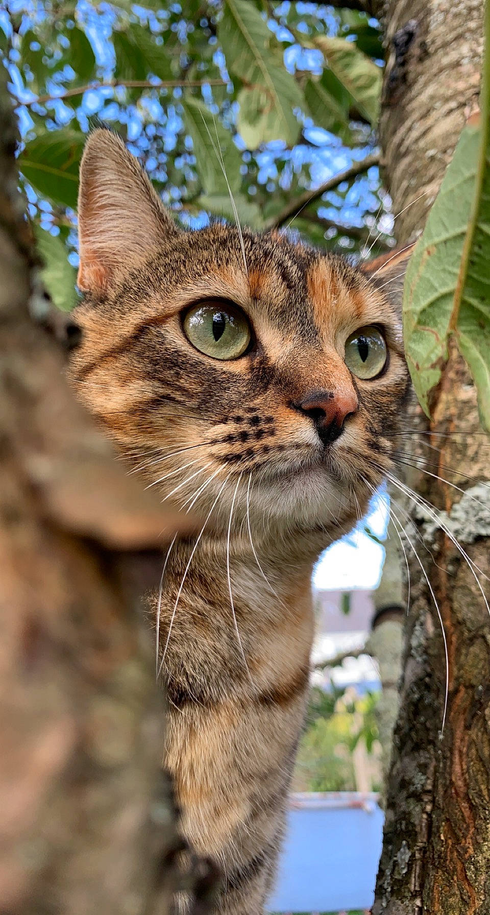 Ruby participe au concours pour gagner de l'argent avec cette photo : carnivore, cat, domestic_short_haired_cat, fawn, felidae, fur, grass, organism, plant, small_to_medium_sized_cats, snout, terrestrial_animal, tree, trunk, twig, whiskers, wildlife, wood