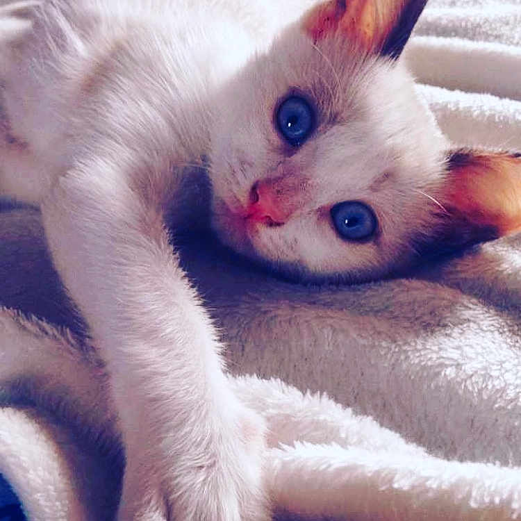 Nelly a rejoint le concours — aidez-le/la à gagner de superbes lots ! aegean_cat, burmilla, carnivoran, cat, cat_like_mammal, domestic_short_haired_cat, eye, fur, khao_manee, kitten, nose, organ, paw, skin, small_to_medium_sized_cats, snout, thai, tonkinese, whiskers