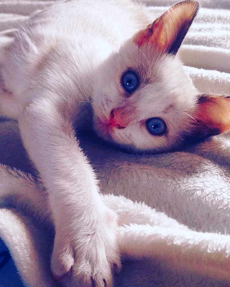Nelly a rejoint le concours — aidez-le/la à gagner de superbes lots ! aegean_cat, burmilla, carnivoran, cat, cat_like_mammal, domestic_short_haired_cat, eye, fur, khao_manee, kitten, nose, organ, paw, skin, small_to_medium_sized_cats, snout, thai, tonkinese, whiskers