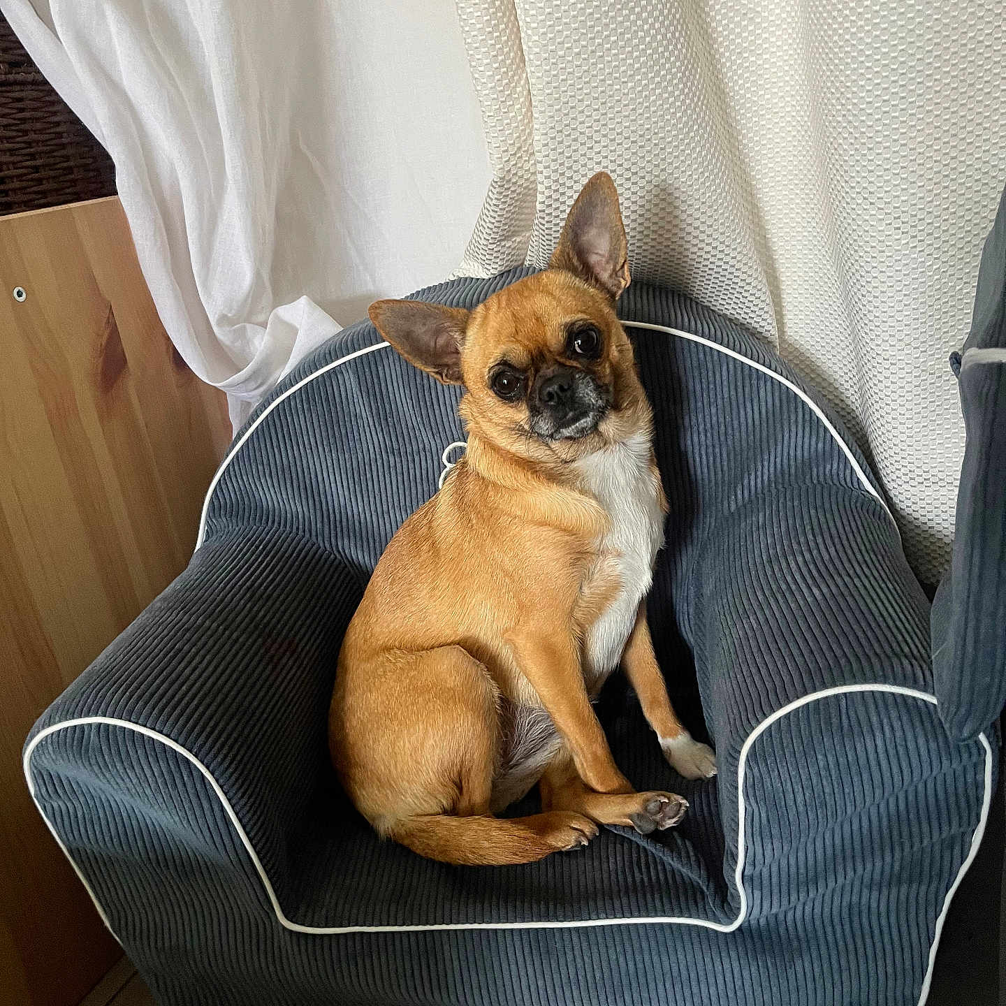 Lana a rejoint le concours — aidez-le/la à gagner de superbes lots ! animal, canine, dog, dogbed, pet