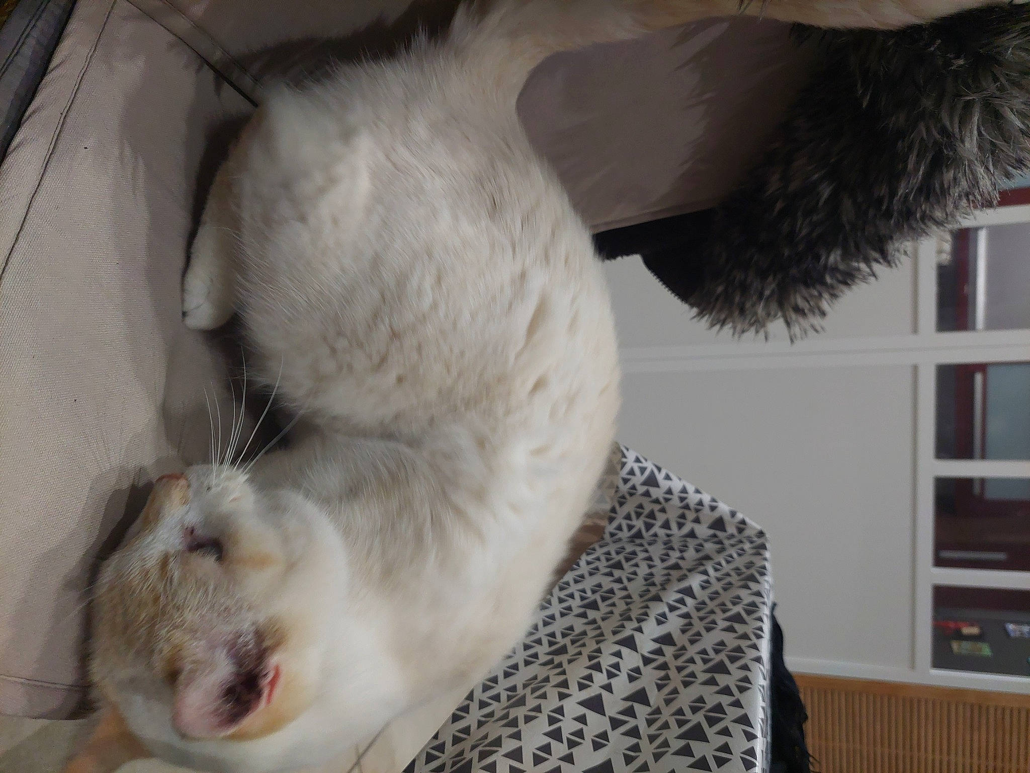 Blanco participe au concours pour gagner de l'argent avec cette photo : carnivore, cat, claw, comfort, companion_dog, dog_breed, domestic_short_haired_cat, fawn, felidae, fur, nap, paw, room, sleep, small_to_medium_sized_cats, snout, tail, terrestrial_animal, whiskers, window