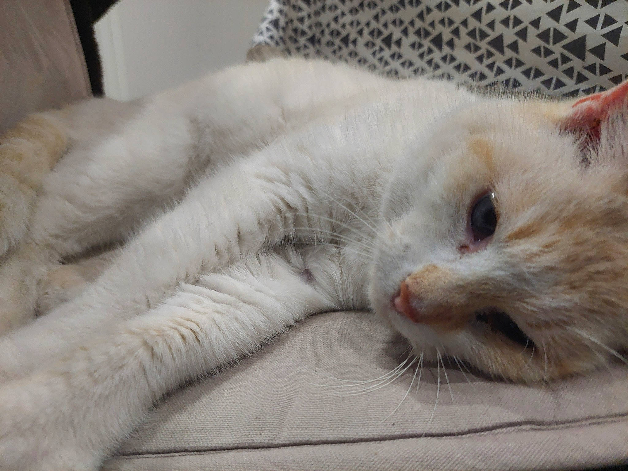 Blanco participe au concours pour gagner de l'argent avec cette photo : carnivore, cat, claw, comfort, domestic_short_haired_cat, felidae, fur, linens, nap, paw, sleep, small_to_medium_sized_cats, snout, tail, terrestrial_animal, whiskers