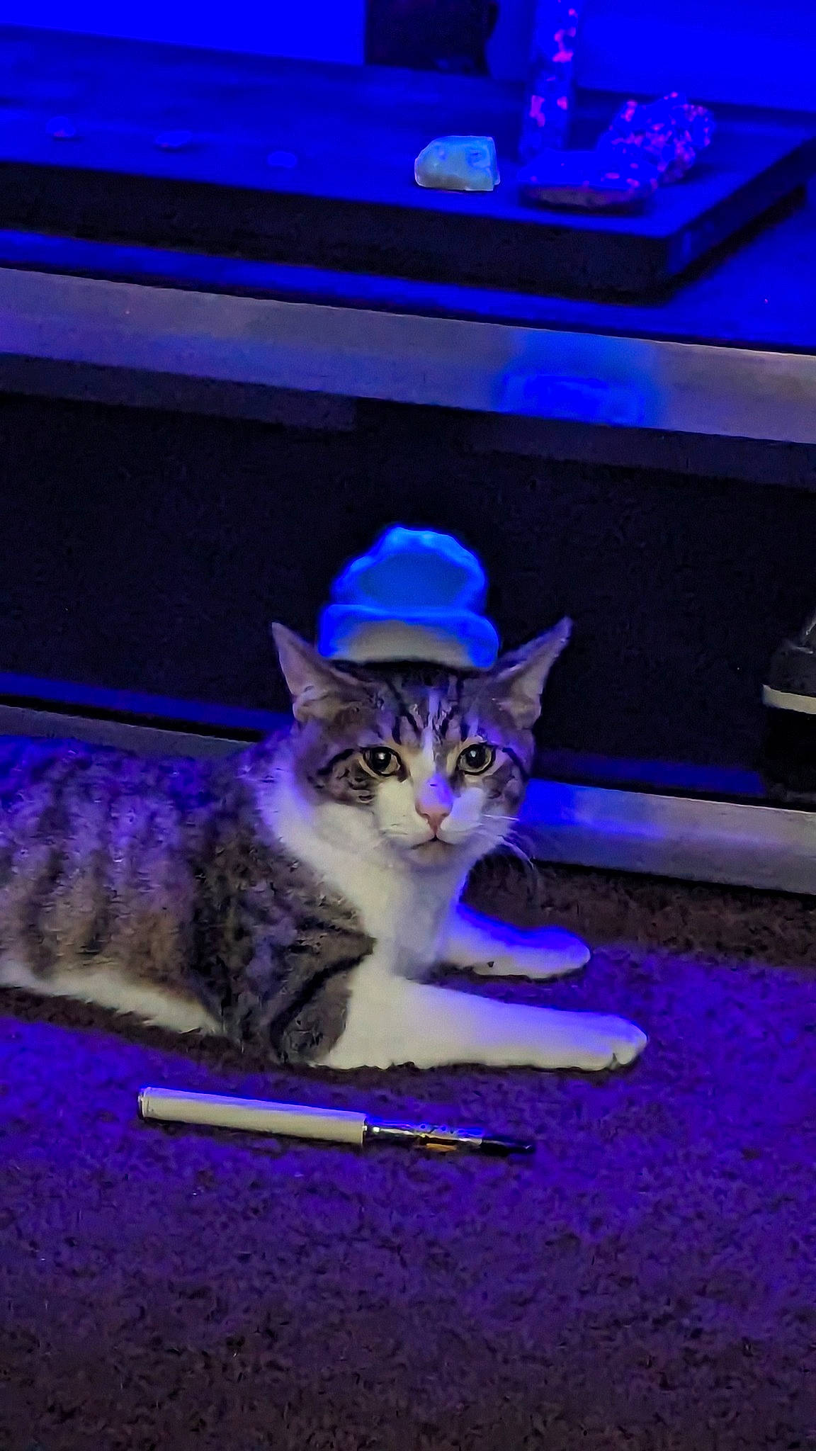 Bowie is registered to the contest to win money with this photo: carnivore, cat, cat_supply, costume_hat, darkness, domestic_short_haired_cat, electric_blue, event, felidae, fur, grass, hat, night, paw, purple, sitting, small_to_medium_sized_cats, snout, tail, whiskers