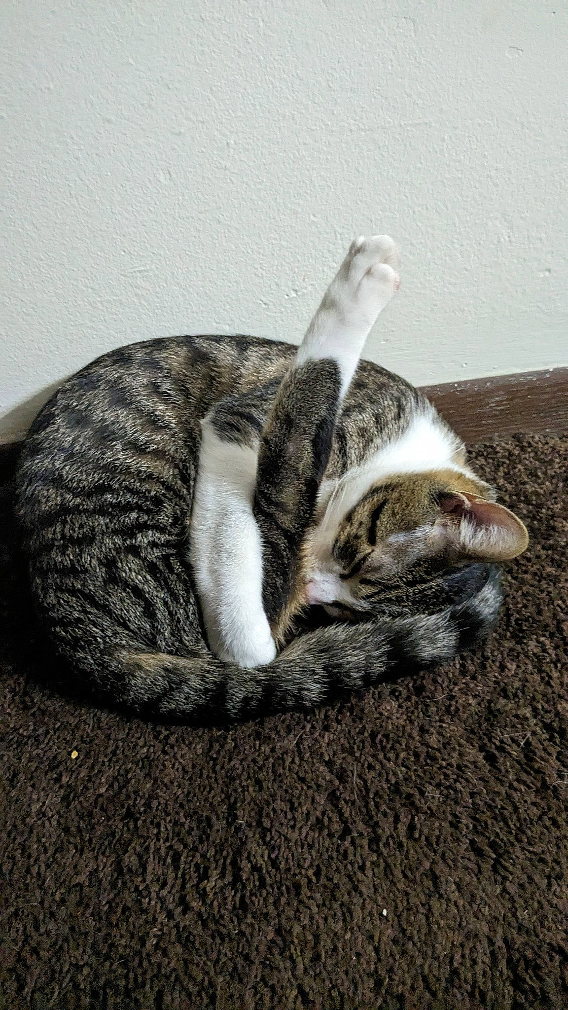 Bowie joined the competition — help win amazing prizes! carnivore, cat, domestic_short_haired_cat, felidae, fur, grey, paw, small_to_medium_sized_cats, snout, tail, terrestrial_animal, whiskers, wildlife, wood