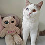 Aïna a rejoint le concours — aidez-le/la à gagner de superbes lots ! animal, cat, closeup, cute, expression, feline, fur, heterochromia, indoor, neutral_background, pet, pink_nose, plush_toy, portrait, sitting, soft_texture, stuffed_animal, toy, whiskers, white_cat