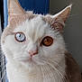Aïna participe au concours pour gagner de l'argent avec cette photo : amber_eye, animal, animal_face, blue_eye, cat, close_up, curtain, cute, ears, feline, fur, heterochromia, indoor, looking_at_camera, mammal, pet, portrait, soft_light, whiskers, window