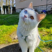 Aïna a rejoint le concours — aidez-le/la à gagner de superbes lots ! amber_eye, animal, blue_eye, cat, closeup, curious, daylight, feline, garden, grass, harness, heterochromia, house, leash, nature, outdoor, path, pet, sunlight, whiskers