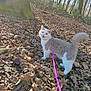animal, autumn_leaves, cat, curled_tail, cute, daytime, feline, forest, heterochromia, leash, meowing, nature, outdoor, pet, playful, sunlight, tree, walking, white_and_gray, woodland