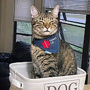 Dewey is registered to the contest to win money with this photo: cat, tabby, therapy_cat, bandana, pet, indoor, basket, dog_stuff, container, feline, animal, home, window, curtains, table, fur, whiskers, ears, closeup, sitting