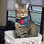 cat, tabby, therapy_cat, bandana, pet, indoor, basket, dog_stuff, container, feline, animal, home, window, curtains, table, fur, whiskers, ears, closeup, sitting