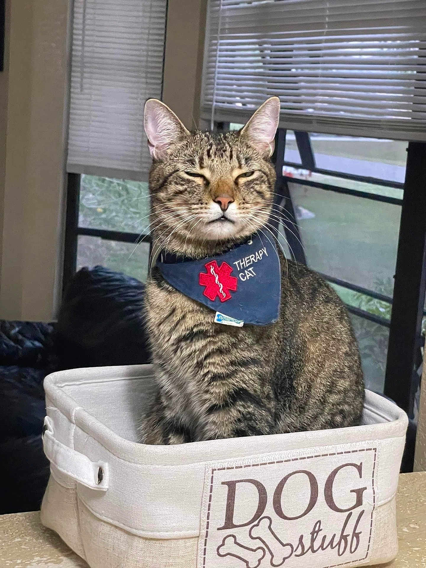 Dewey is registered to the contest to win money with this photo: cat, tabby, therapy_cat, bandana, pet, indoor, basket, dog_stuff, container, feline, animal, home, window, curtains, table, fur, whiskers, ears, closeup, sitting