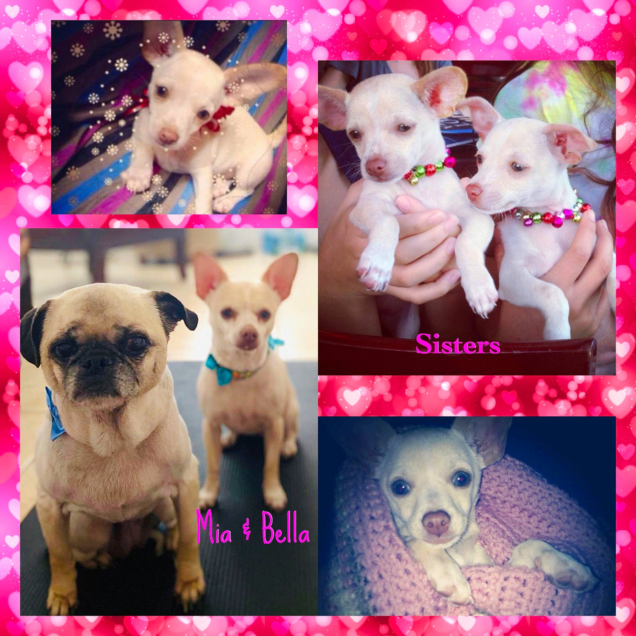 Mia Bella is registered to the contest to win money with this photo: canidae, carnivore, collection, companion_dog, creative_arts, dog, dog_breed, fawn, non_sporting_group, organism, pattern, pet_supply, pink, puppy, skin, snout, stuffed_toy, toy, vertebrate, working_animal