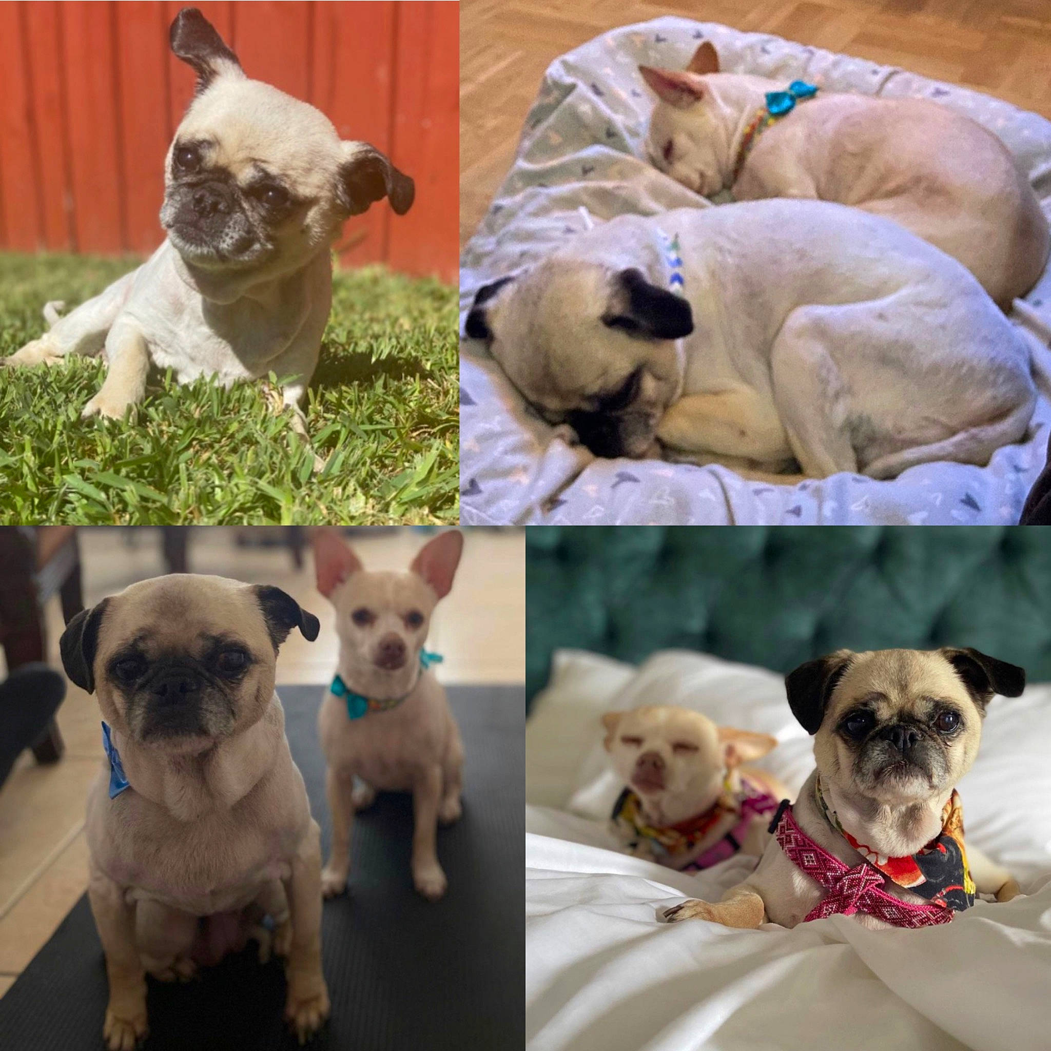 Bella Mia joined the competition — help win amazing prizes! canidae, carnivore, collar, companion_dog, dog, dog_breed, dog_collar, dog_supply, fawn, mammal, non_sporting_group, pet_supply, pug, puppy, snout, sporting_group, toy_dog, vertebrate, working_animal