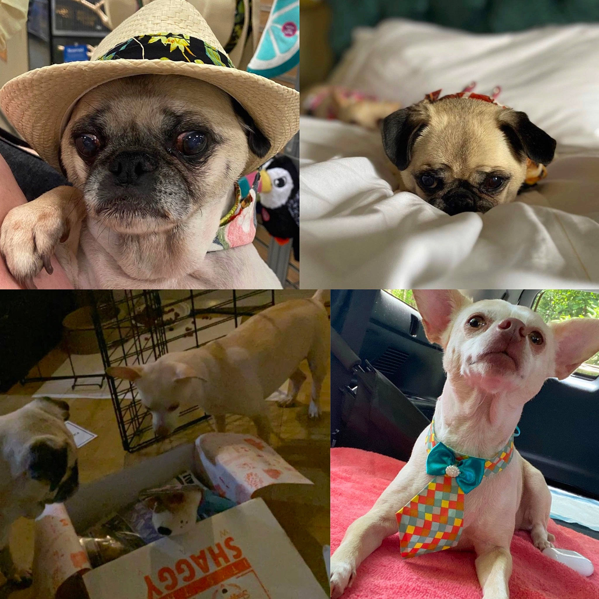 Bella Mia joined the competition — help win amazing prizes! canidae, carnivore, collage, collar, companion_dog, dog, dog_breed, dog_supply, fawn, liver, mammal, pet_supply, pug, puppy, snout, sporting_group, toy_dog, vertebrate, working_animal, wrinkle
