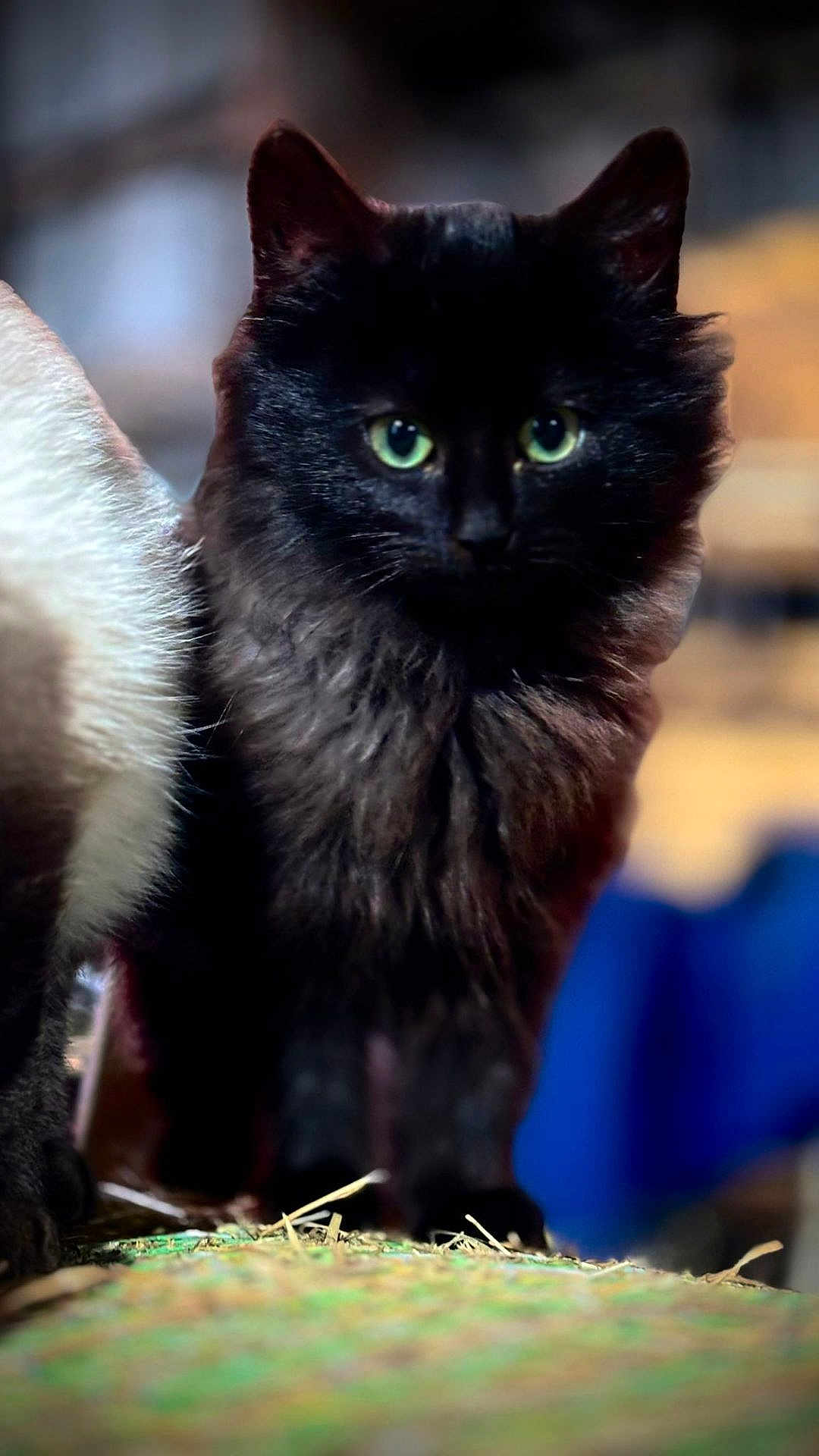 Mimit a rejoint le concours — aidez-le/la à gagner de superbes lots ! cat, black_cat, green_eyes, fluffy, animal, pet, indoor, curious, feline, close_up, portrait, soft_focus, background_blur, whiskers, ears, fur, looking, standing, domestic_animal, cute