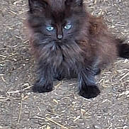 Valerie Werquin a rejoint le concours — aidez-le/la à gagner de superbes lots ! kitten, cat, black_cat, blue_eyes, fluffy, fur, animal, pet, outdoor, ground, gravel, straw, curious, small, cute, young, mammal, whiskers, sitting, nature