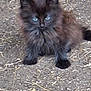 kitten, cat, black_cat, blue_eyes, fluffy, fur, animal, pet, outdoor, ground, gravel, straw, curious, small, cute, young, mammal, whiskers, sitting, nature