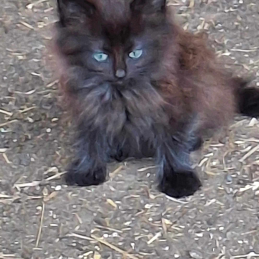 Valerie Werquin a rejoint le concours — aidez-le/la à gagner de superbes lots ! animal, black_cat, blue_eyes, cat, curious, cute, fluffy, fur, gravel, ground, kitten, mammal, nature, outdoor, pet, sitting, small, straw, whiskers, young