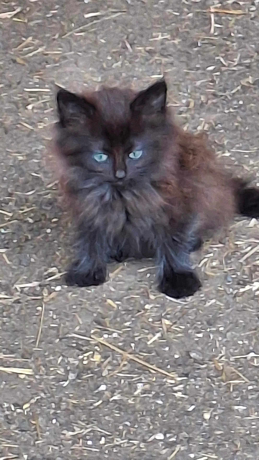 Valerie Werquin a rejoint le concours — aidez-le/la à gagner de superbes lots ! kitten, cat, black_cat, blue_eyes, fluffy, fur, animal, pet, outdoor, ground, gravel, straw, curious, small, cute, young, mammal, whiskers, sitting, nature