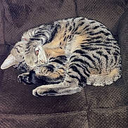 Caspian is registered to the contest to win money with this photo: cat, tabby, sleeping, couch, furniture, pet, animal, domestic_animal, feline, fur, whiskers, paw, relaxing, cozy, indoor, cute, striped, resting, home, cute_pet