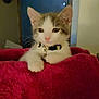 kitten, cat, pet, collar, blanket, indoor, feline, cute, curious, soft_light, red_blanket, whiskers, small_animal, domestic_animal, young_cat, fur, paw, resting, face, animal