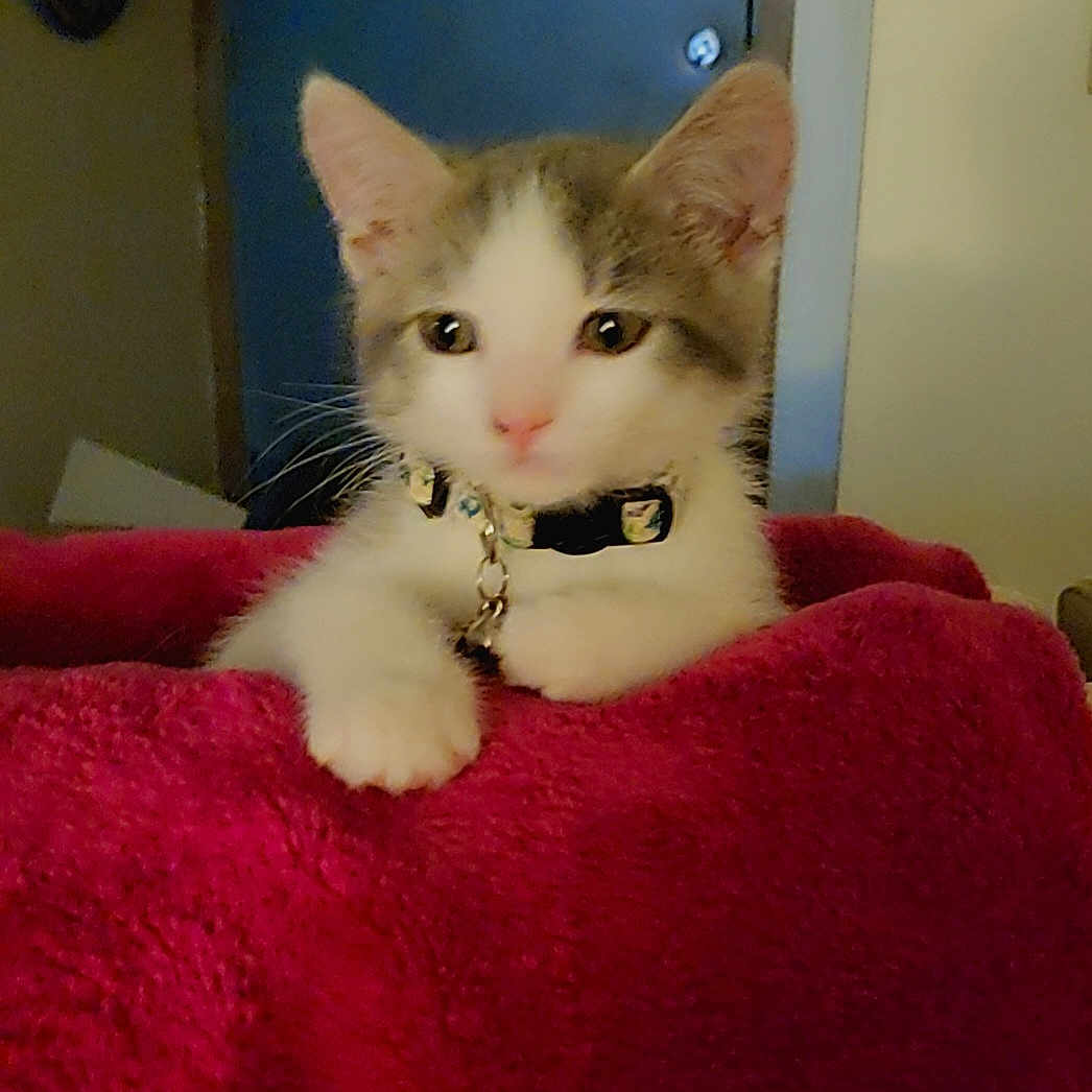 Bugsy Maroon Franco is registered to the contest to win money with this photo: animal, blanket, cat, collar, curious, cute, domestic_animal, face, feline, fur, indoor, kitten, paw, pet, red_blanket, resting, small_animal, soft_light, whiskers, young_cat