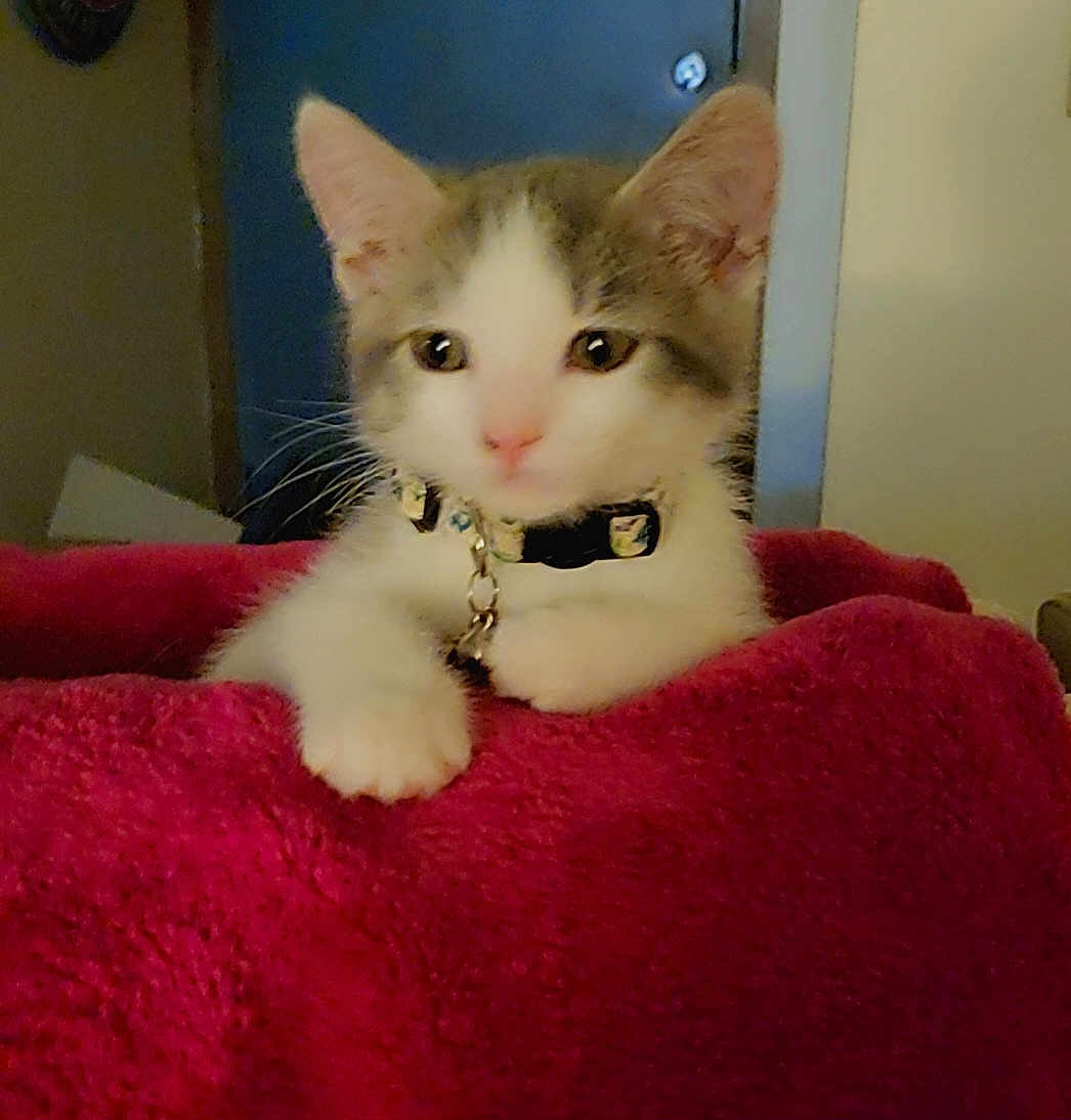 Bugsy Maroon Franco
